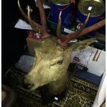 Taxidermy: a red stag's head with twelve point antlers,