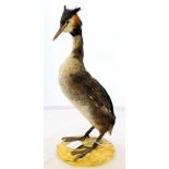 Taxidermy: a taxidermy grebe,