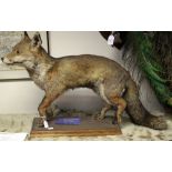 Taxidermy: a standing red fox, mounted on a wooden plinth base,