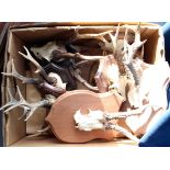 Taxidermy: a box containing eleven roe deer antlers,