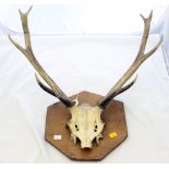 Taxidermy: a red stag skull and ten point antlers,