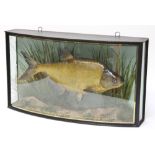 Taxidermy: a large bream by John Cooper, in a bow fronted case with gold lettering,