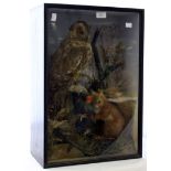 Taxidermy: A cased taxidermy tawny owl on a branch, with a red squirrel beneath clutching an acorn,