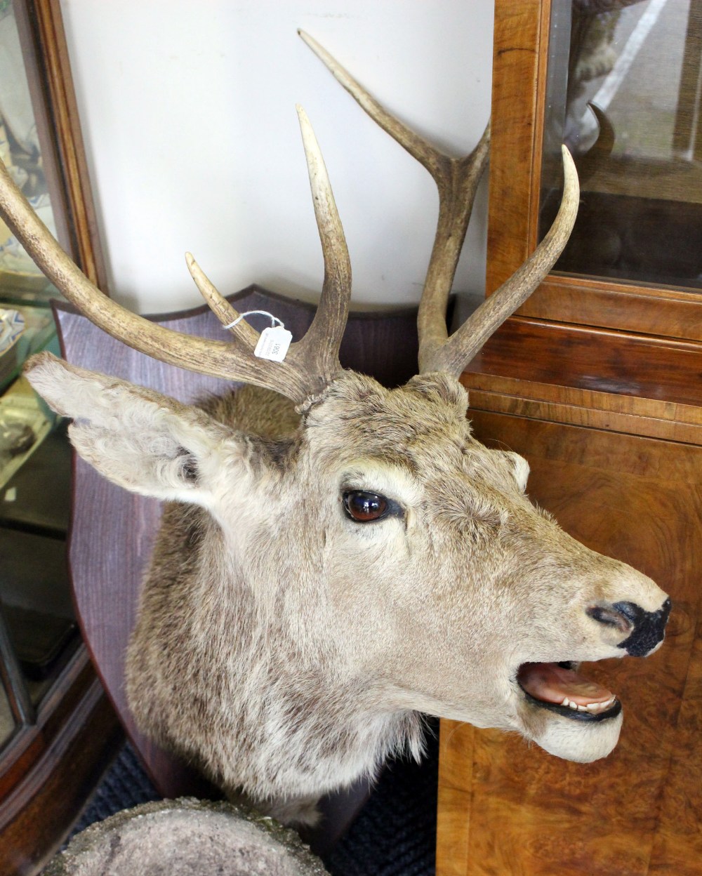 Taxidermy: a red stag head, mounted on a stained wood shield, eight point antlers,