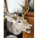 Taxidermy: a red stag head, mounted on a stained wood shield, eight point antlers,