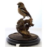 Taxidermy: a haw finch mounted perched upon a twisted branch under a Victorian cylindrical glass