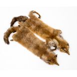 A pair of Fox pelts (2)