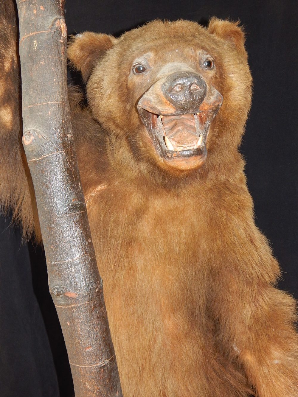 A late 19th century taxidermy bear, standing on its hind legs holding a wooden staff, - Image 2 of 2