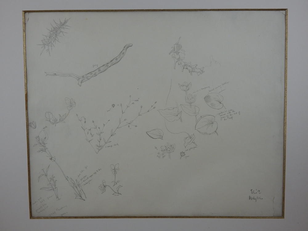 Elliot Hodgkin (British, 1905-1987), 'Nature Studies', pencil drawing on paper, signed lower right,
