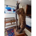 A late 19th century taxidermy bear, standing on its hind legs holding a wooden staff,