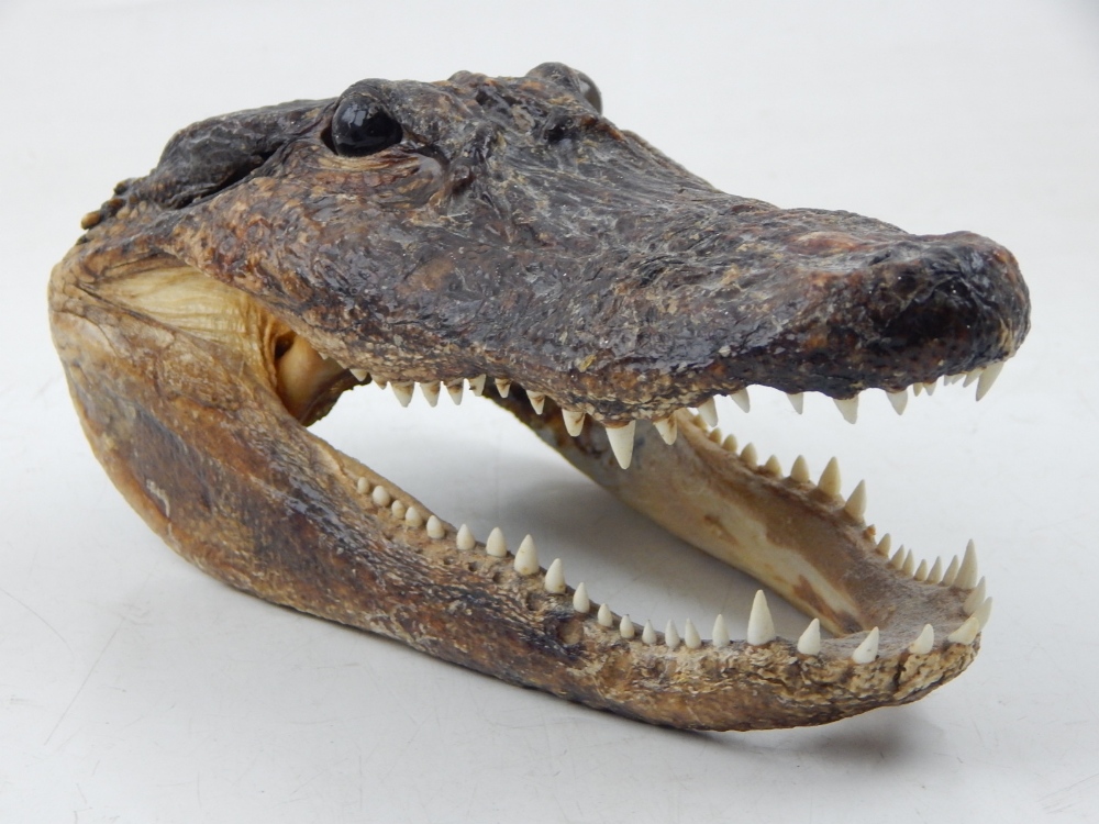 A taxidermy Cayman Island crocodile head, set with gaping mouth, W. 20cm.