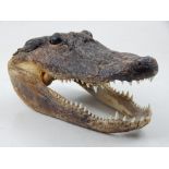 A taxidermy Cayman Island crocodile head, set with gaping mouth, W. 20cm.