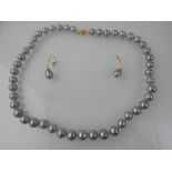 A strand of grey cultured pearls, with yellow metal clasp, together with a pair of similar drop