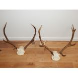 A pair of stag antlers