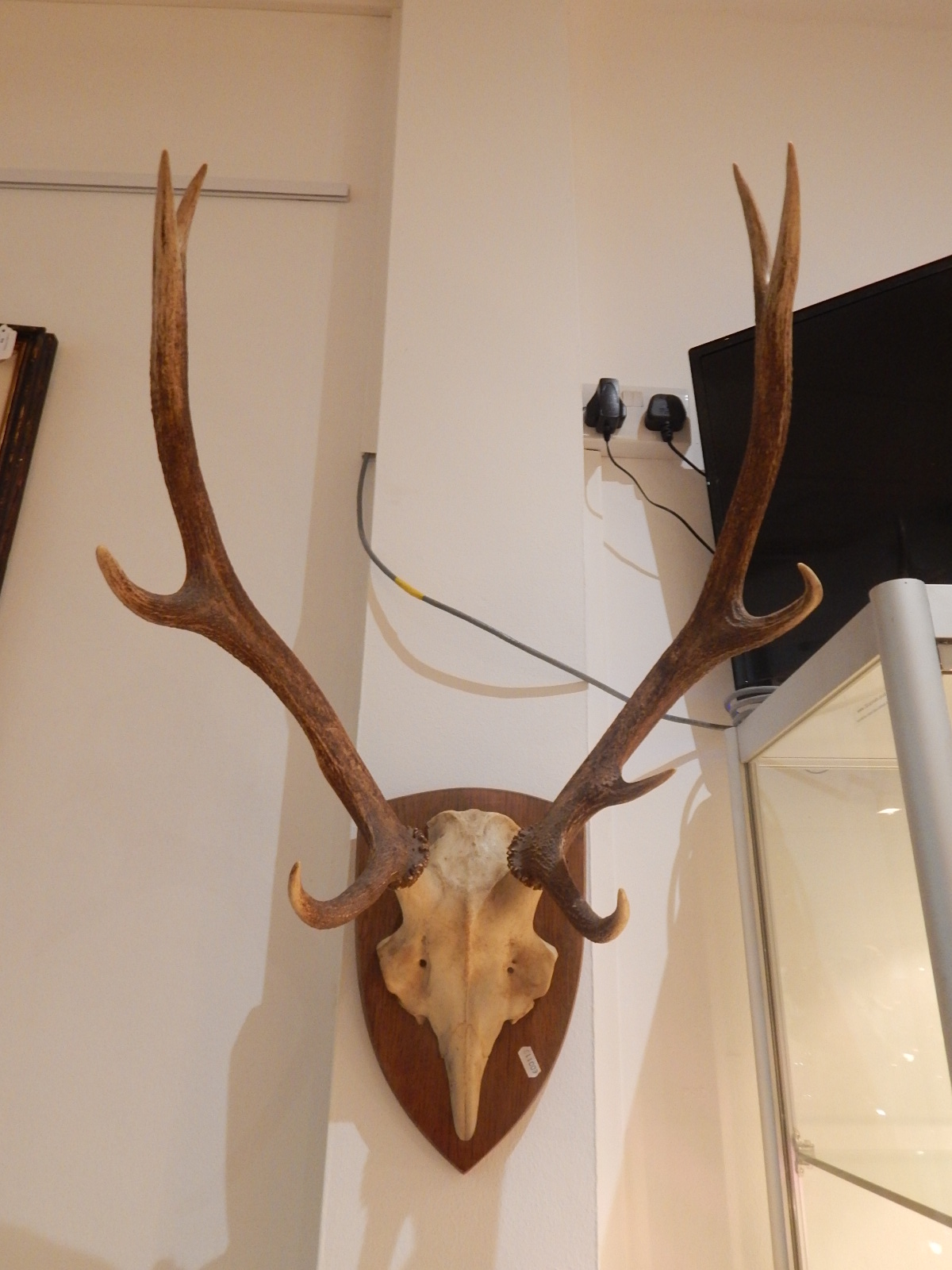 A pair of stag antlers, mounted on an oak shield.