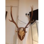 A pair of stag antlers, mounted on an oak shield.