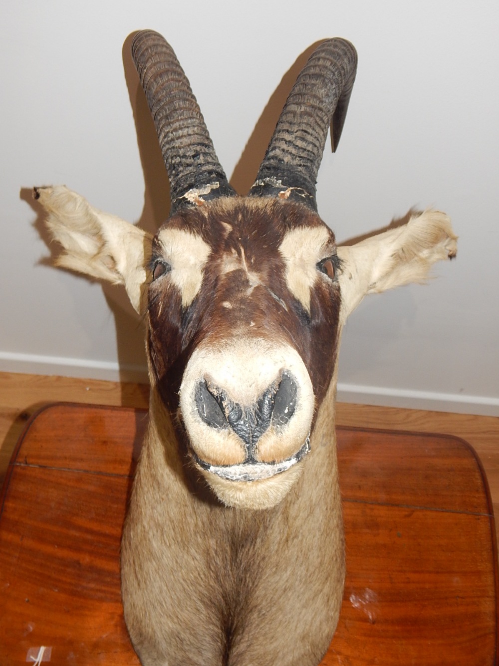 A taxidermy ibex head, L. 76cm.