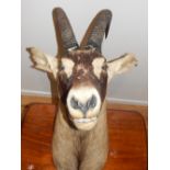 A taxidermy ibex head. L. 76cm