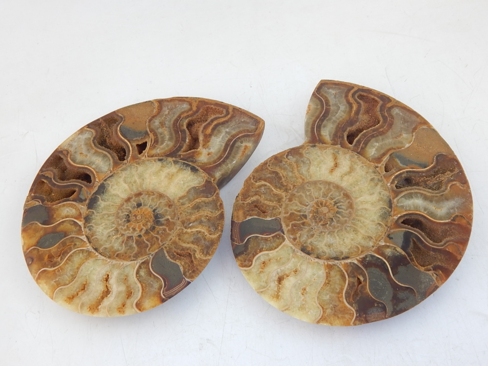 A large split ammonite fossil, probably Madagascar, H 19cm.