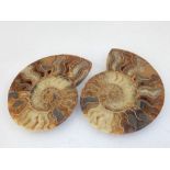 A large split ammonite fossil, probably Madagascar, H 19cm.