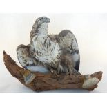 A taxidermy hawk, mounted on a branch. H. 50cm