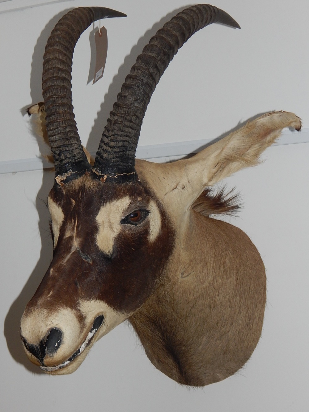 A taxidermy ibex head. L. 76cm