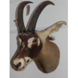 A taxidermy ibex head. L. 76cm