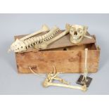 Early 20th century medical student part skeleton, contained within a wooden crate