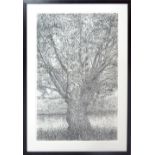 Roy Wright PS, Modern British, Willow Tree, charcoal drawing on paper,