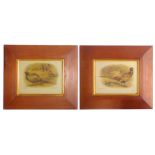 Pair of studies of cock and hen pheasants, prints, pine frame, 21.3 x 16.