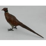 A cold painted bronze pheasant. L: 18cm