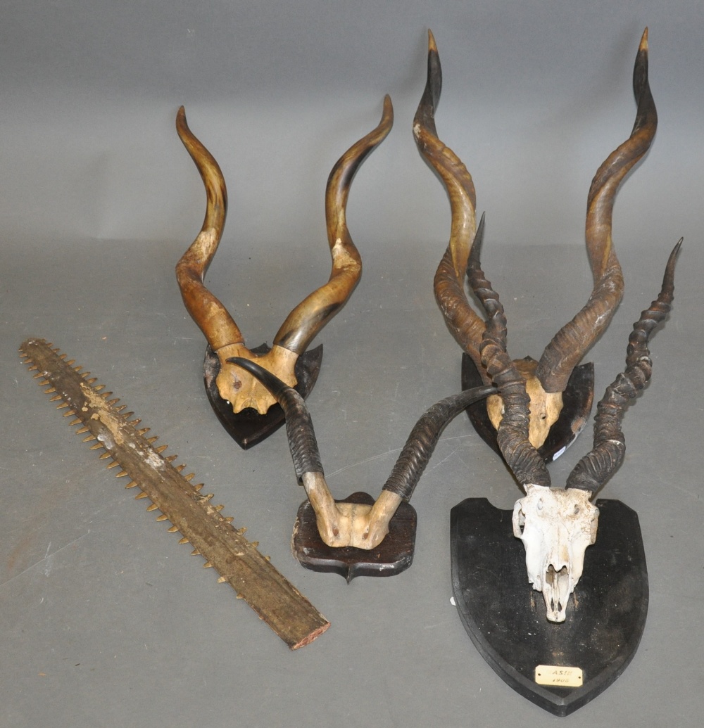 A pair of antelope horns, mounted on ebonised wood shield with ivory plaque labelled 'Nasik 1908',
