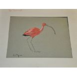 Paul Foy, four pastel and watercolour studies, red ibis (unframed), ringed teal, American redhead,