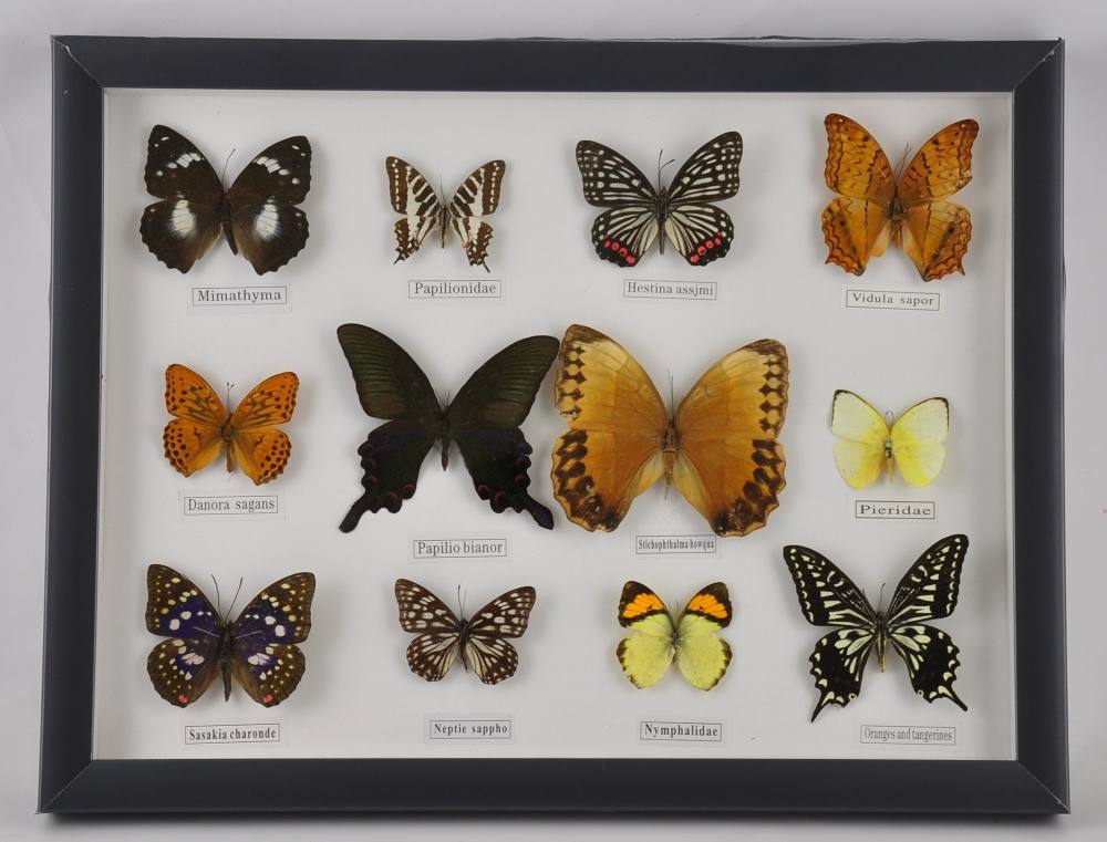 A framed collection of butterflies,