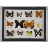 A framed collection of butterflies,