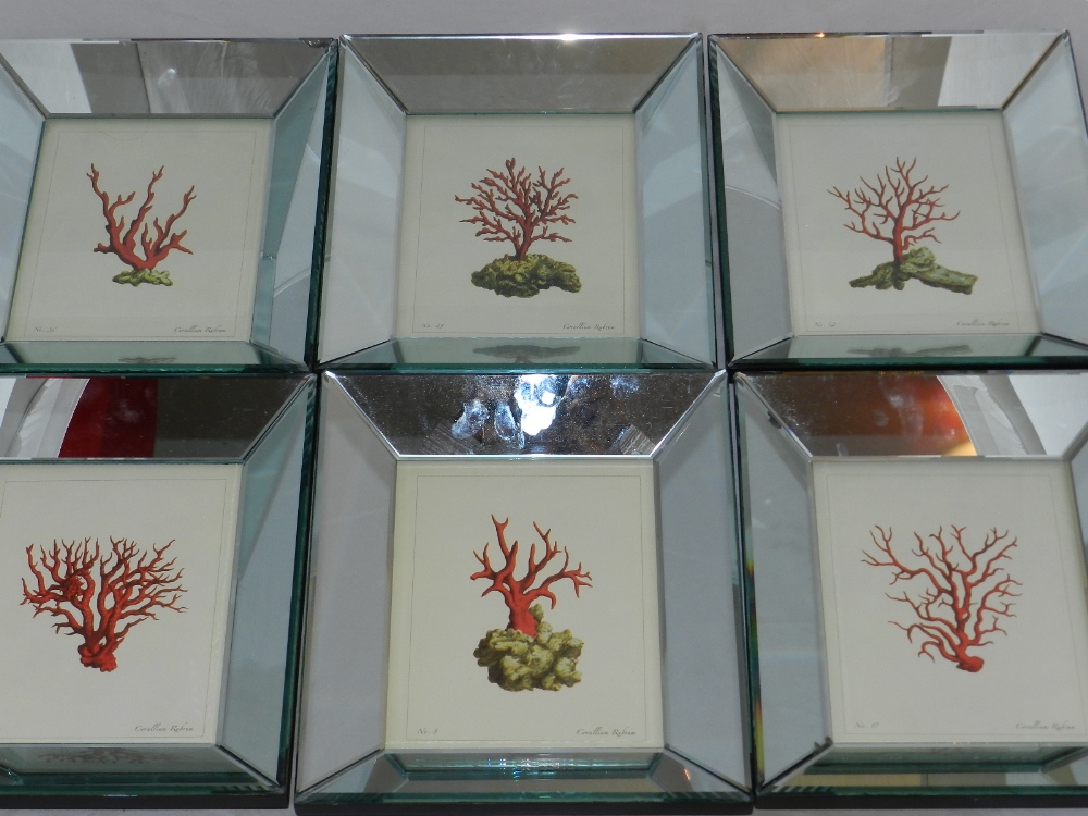 Six 20th century printed of coral, presented within mirrored frames, H: 25cm W: 19cm, (6).