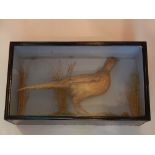A taxidermy hen pheasant in naturalistic setting and black glazed cased