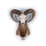Mouflon Ovis avec grandes cornes en ...