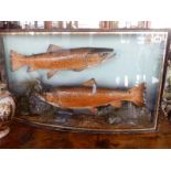 Two stuffed speckled trout in a glass bow front case with black and gold painted border caught by