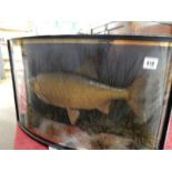 A 19th Century stuffed bream in a bow glass case, the fish weighed 3lb. taken by T.A Bacon Oct