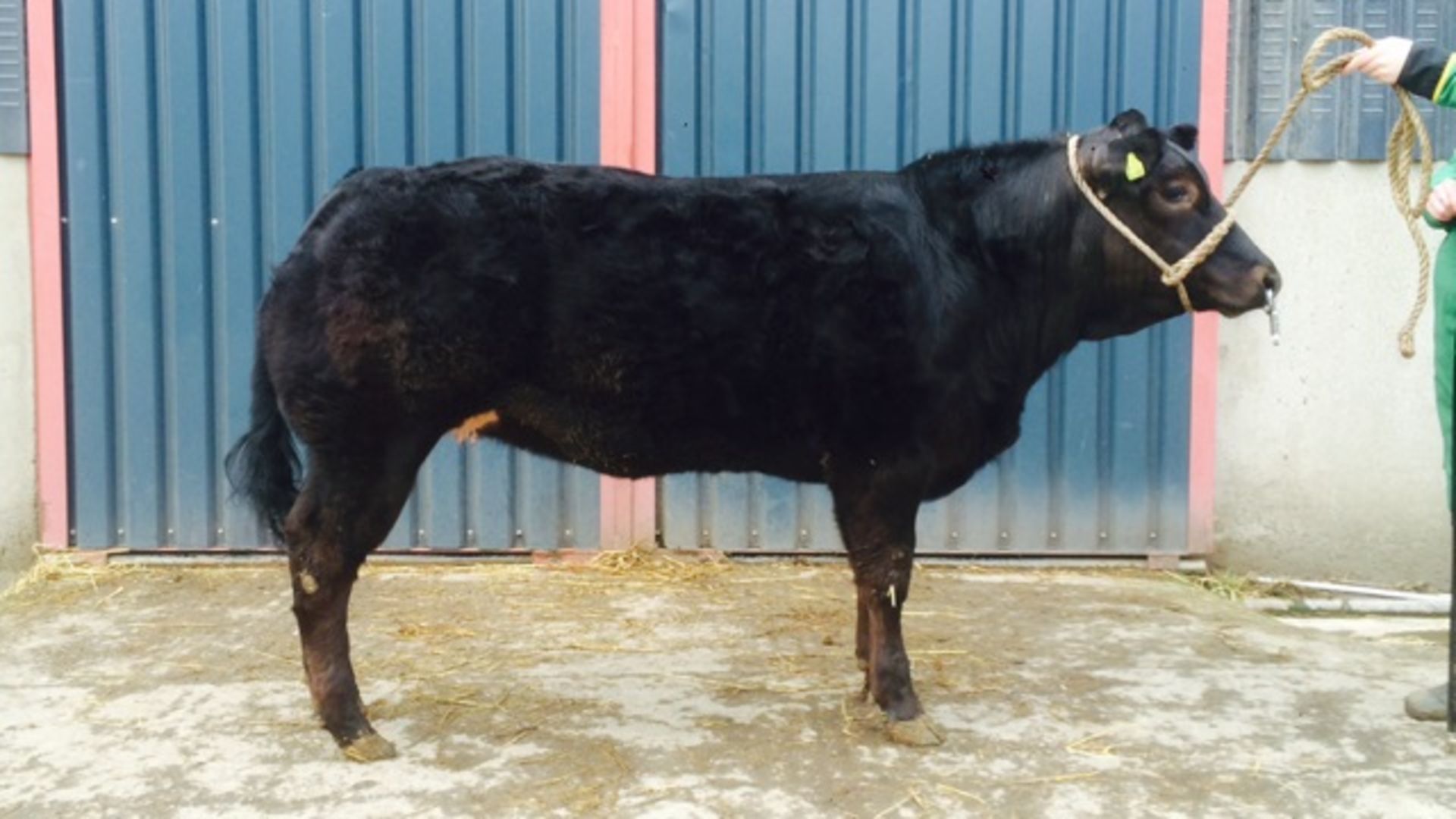 Limousin Cross - Heifer, DOB: 2nd April 2015