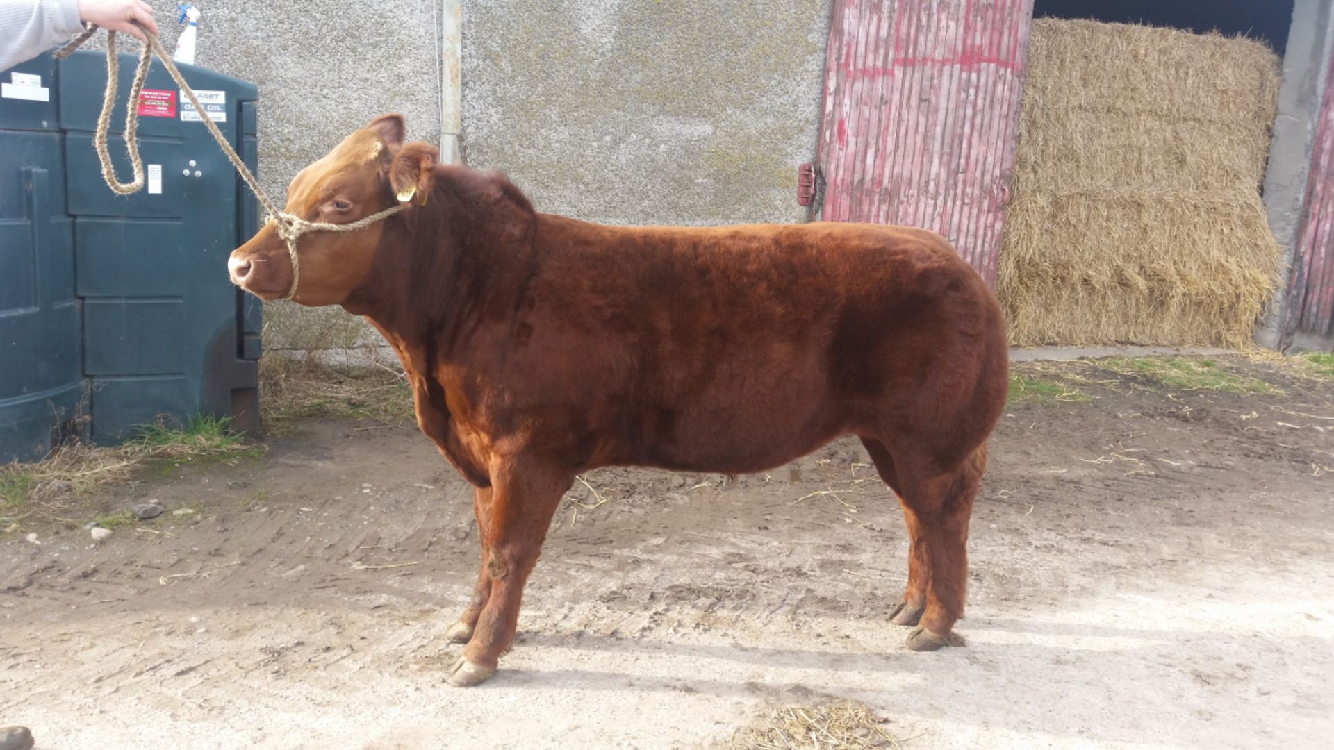 Limousin Cross - Steer, DOB: 21st April 2015