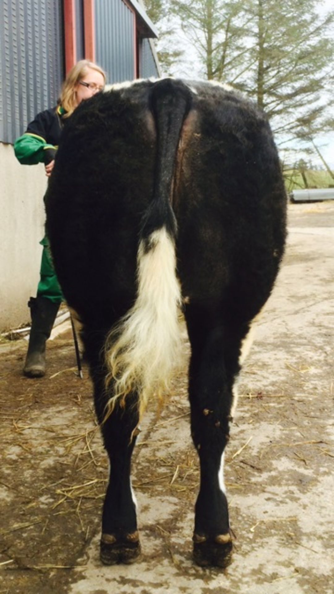 British Blue - Heifer, DOB: 24th May 2015 - Image 3 of 3