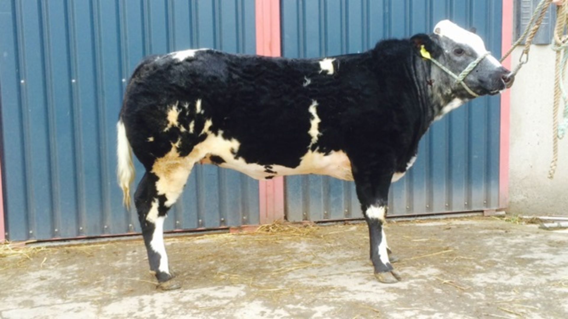 British Blue - Heifer, DOB: 24th May 2015