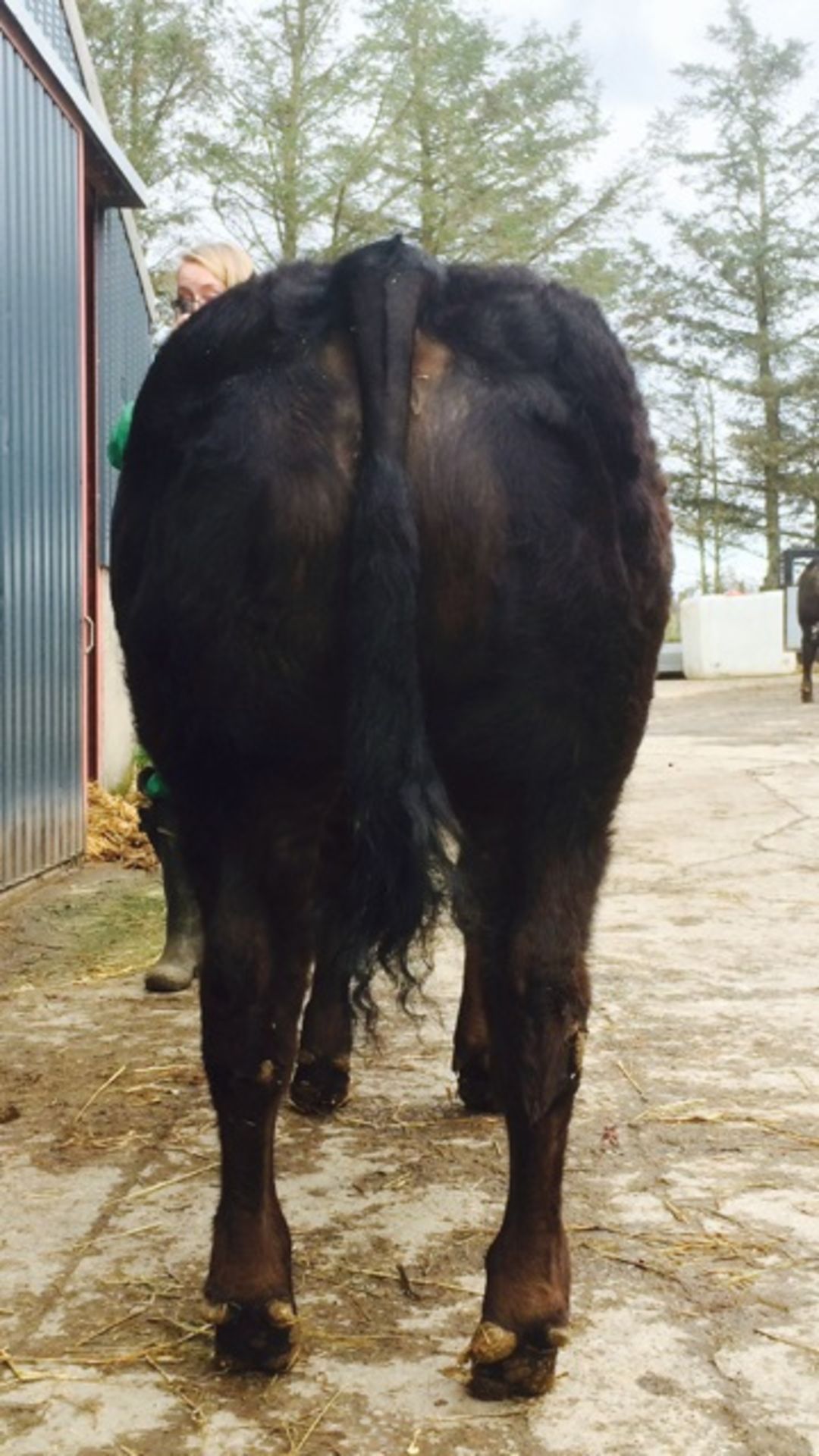 Limousin Cross - Heifer, DOB: 2nd April 2015 - Image 2 of 2