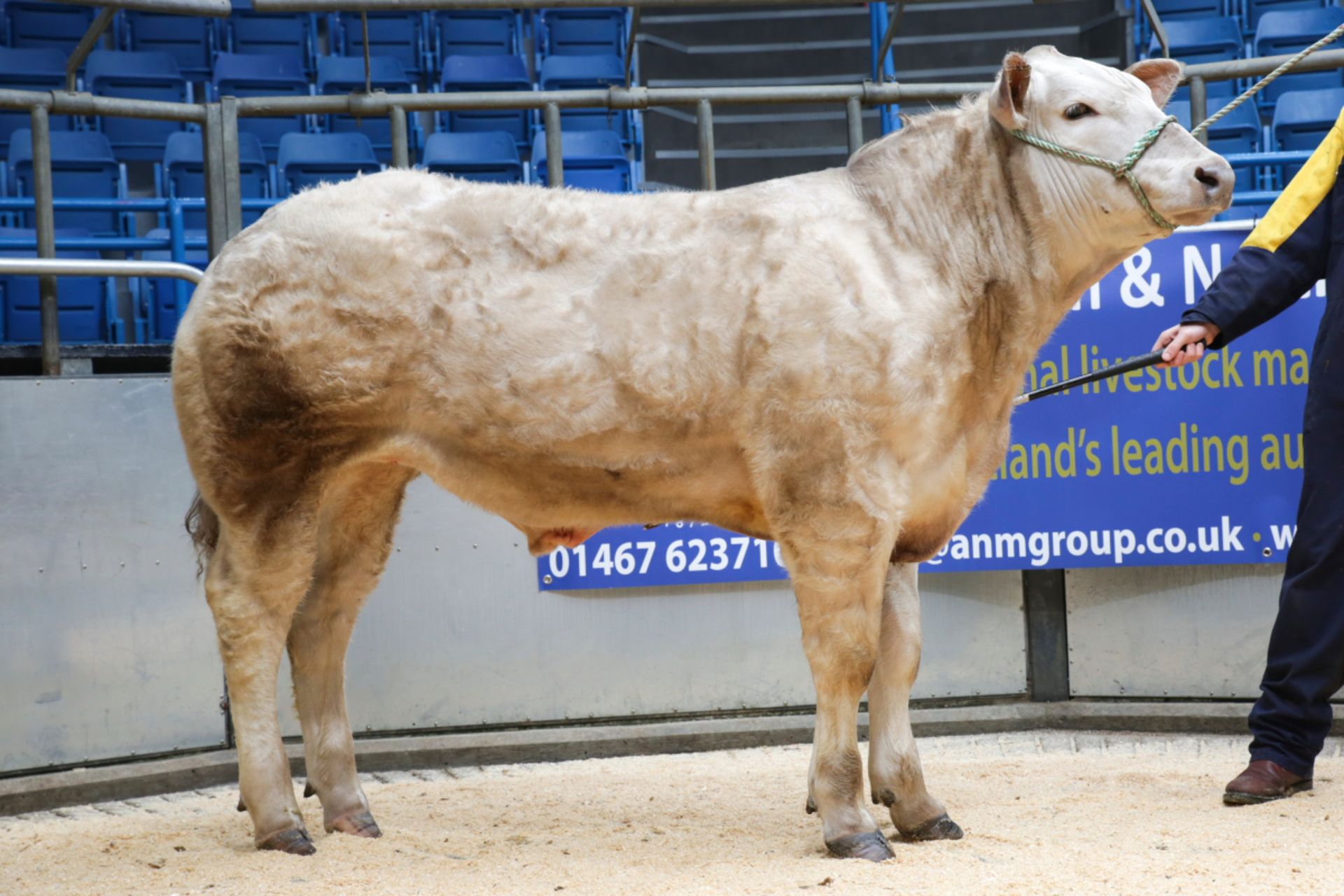 Charolais Cross - Steer, DOB: 4th May 2015