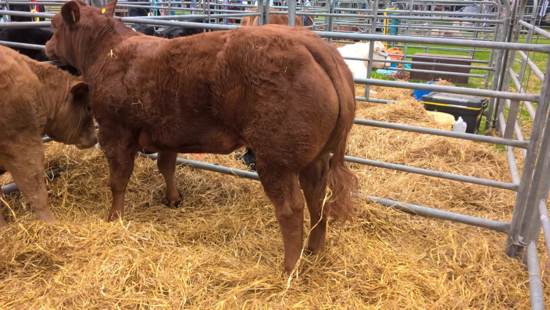 Limousin - Heifer, - DOB: 25th August 2015, - Ear Tag:UK542434 701722 was Preview No: 5031