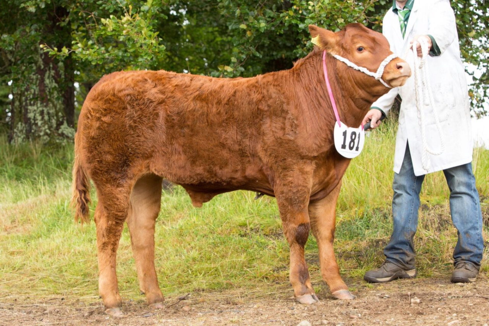Limousin Cross - Steer, - DOB: 1st March 2016, - Ear Tag:UK521182 600111 was Preview No: 5005
