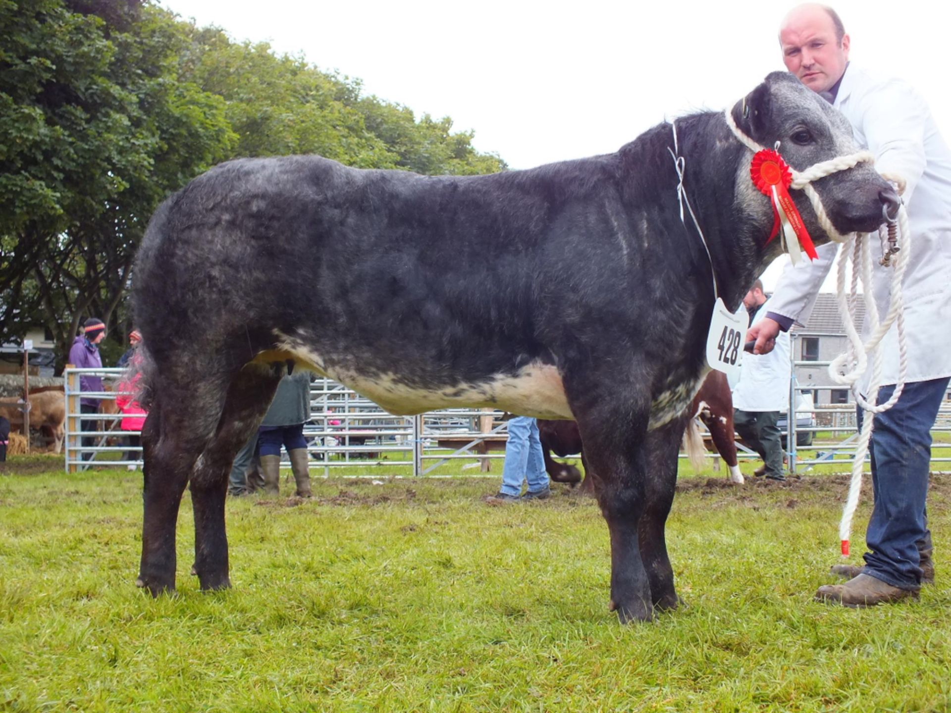 Limousin Cross - Heifer, - DOB: 28th October 2015, - Ear Tag:UK527163 400423 was Preview No: 5051