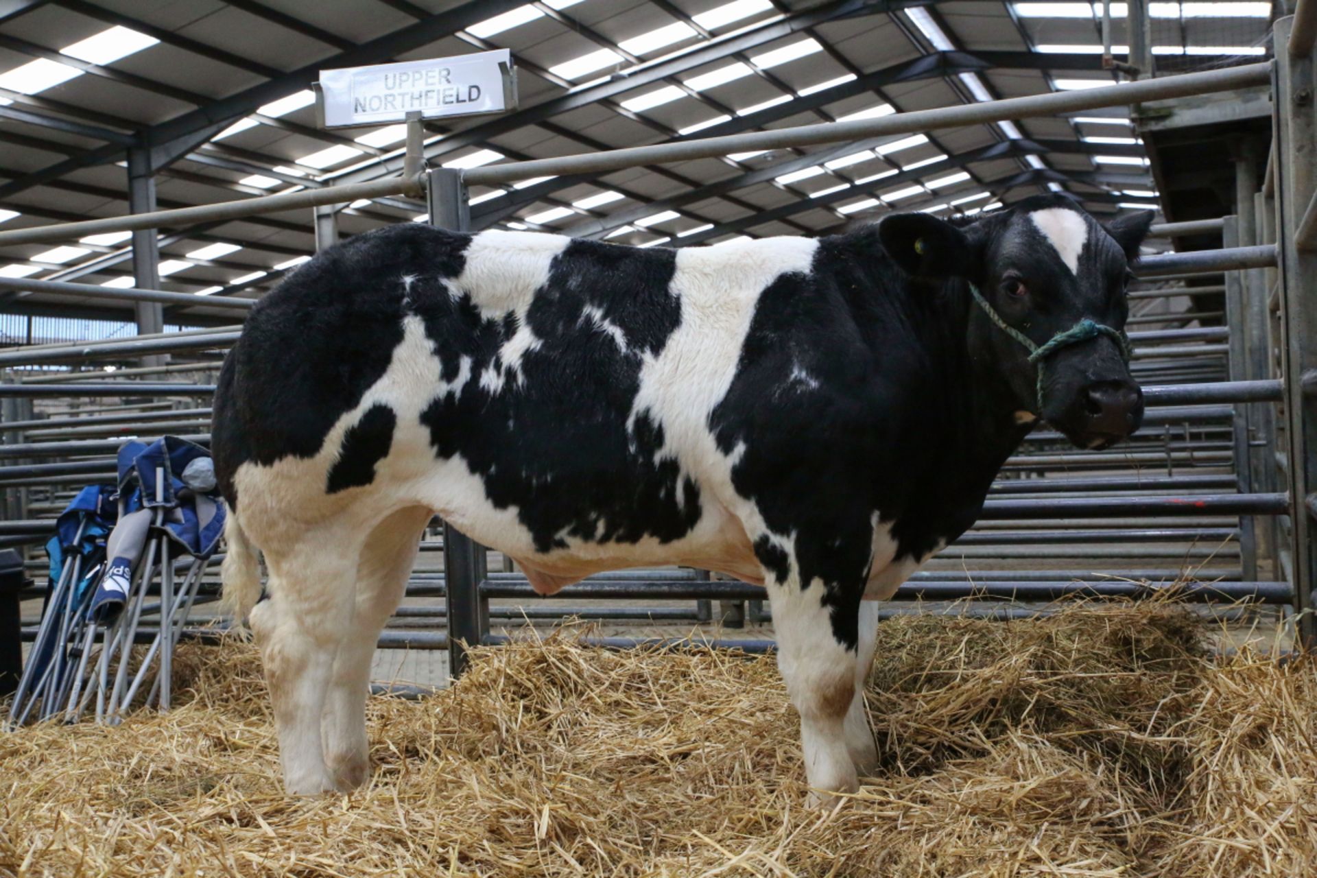 B B Cross - Steer, - DOB: 30th November 2015, - Ear Tag:UK500219 500135 was Preview No: 5039